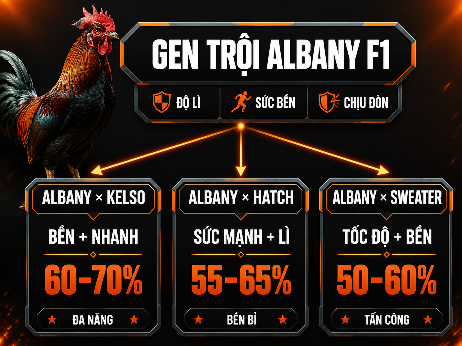 So sánh lai tạo gà Albany F1 với Kelso Hatch và Sweater theo độ bền tốc độ sức mạnh