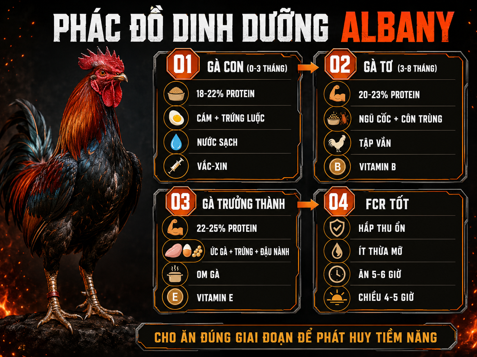 Infographic phác đồ chăm sóc dinh dưỡng gà Albany theo giai đoạn phát triển với tỷ lệ protein và lưu ý nuôi dưỡng
