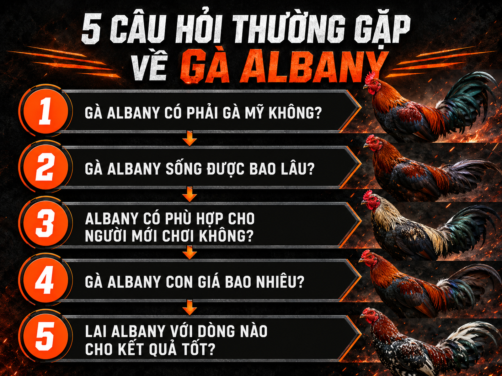 So sánh các đặc điểm gà Albany: nguồn gốc, tuổi thọ, phù hợp, giá, lai tạo