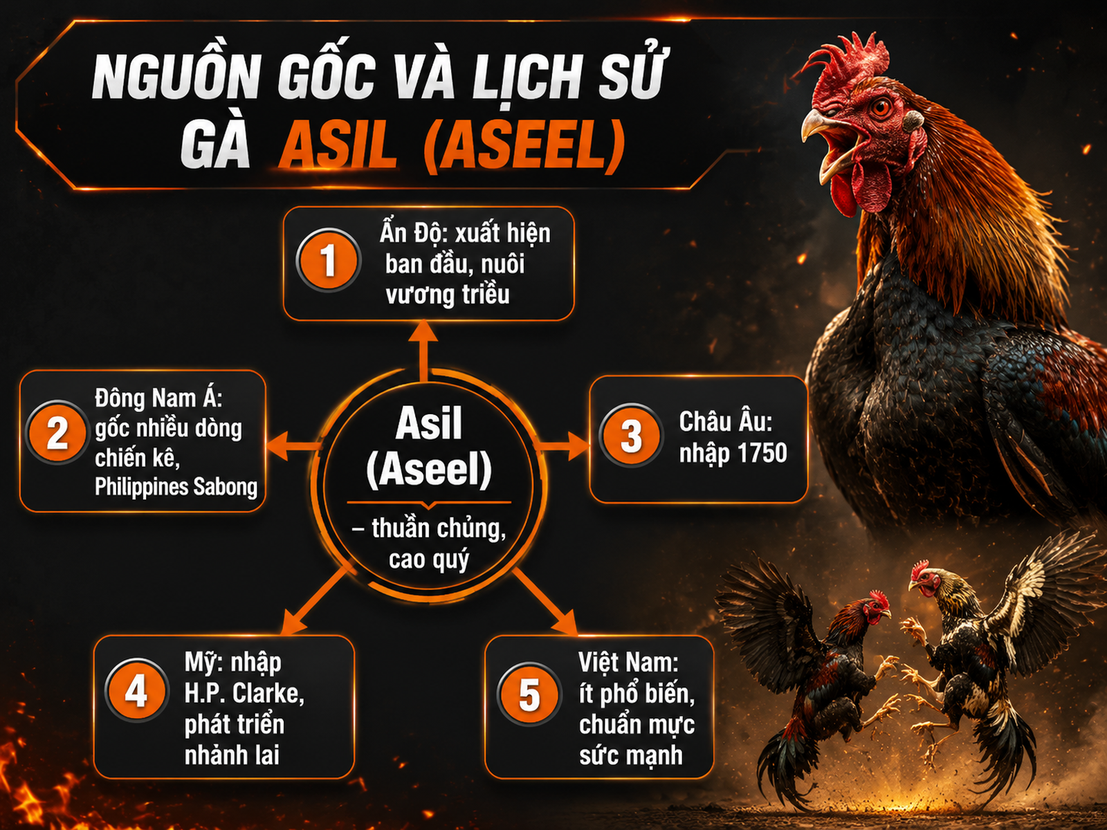Sơ đồ nguồn gốc và lịch sử dòng gà Asil từ Ấn Độ đến Đông Nam Á, Mỹ và Việt Nam