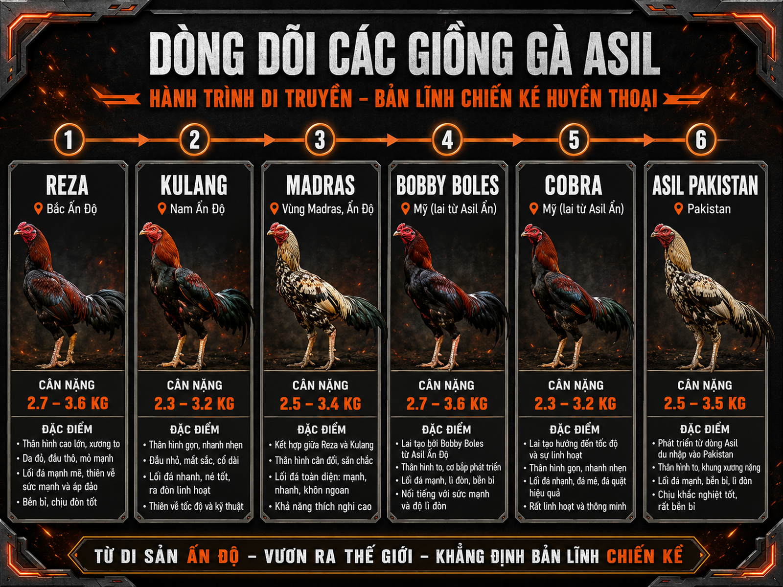 <vi SEO>So sánh các nhánh gà Asil, trọng lượng, xuất xứ, đặc điểm nhận dạng, hình ảnh gà chiến oai vệ