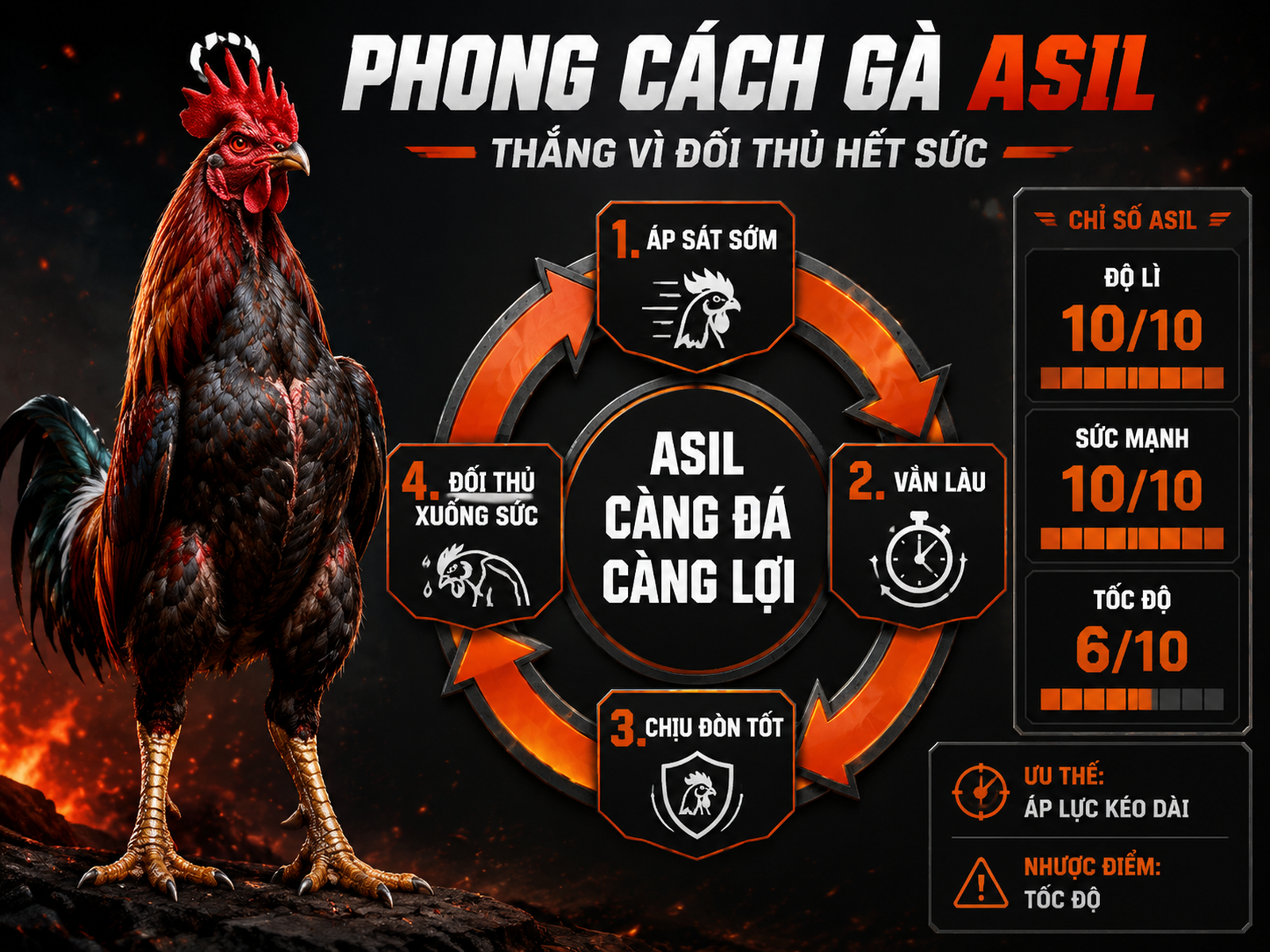 Infographic phong cách thi đấu gà Asil với chỉ số sức mạnh, độ lì và chiến thuật áp lực kéo dài