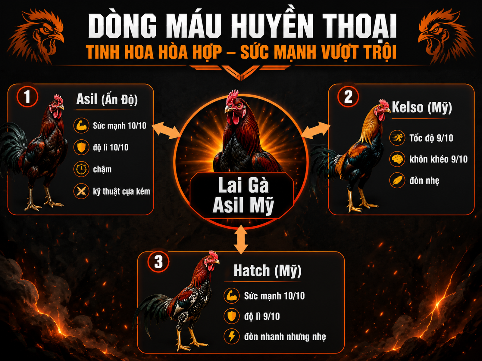 So sánh các dòng gà chiến Asil, Kelso, Hatch để giải thích lai tạo Asil Mỹ