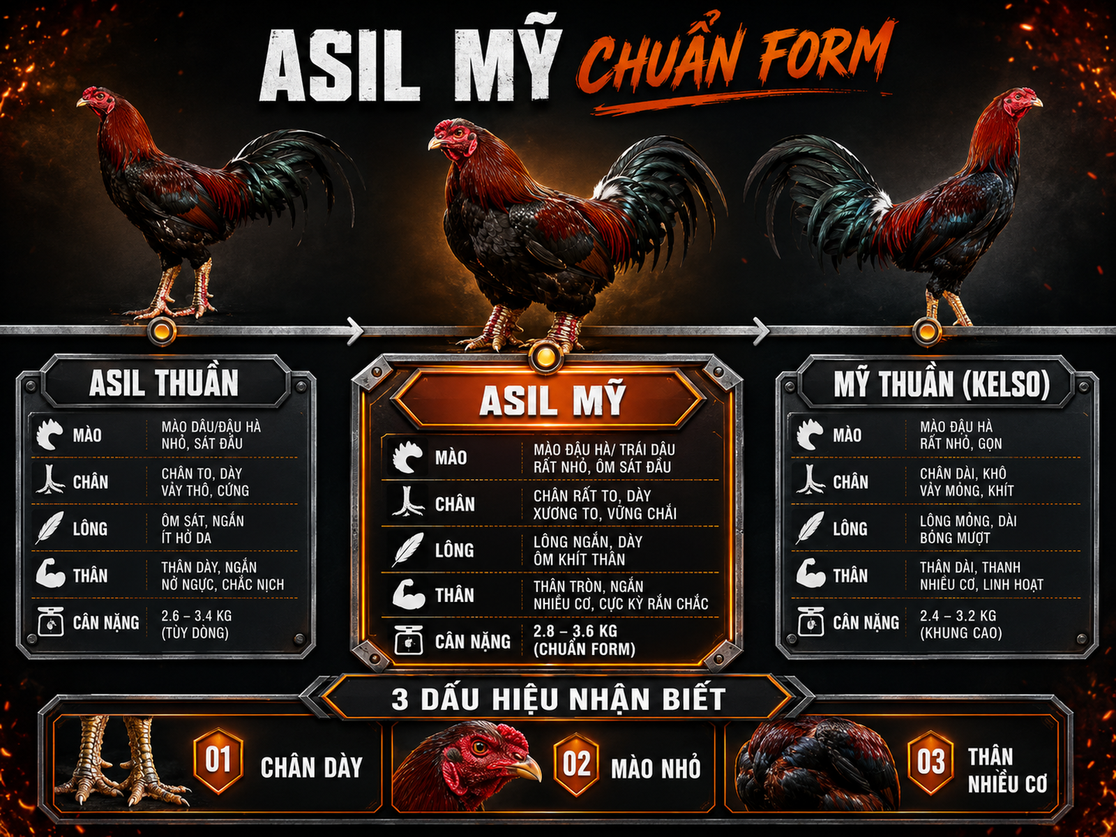 So sánh ngoại hình Asil thuần, Asil Mỹ và Mỹ thuần Kelso với các đặc điểm nhận diện chân, mào, lông và thân hình.