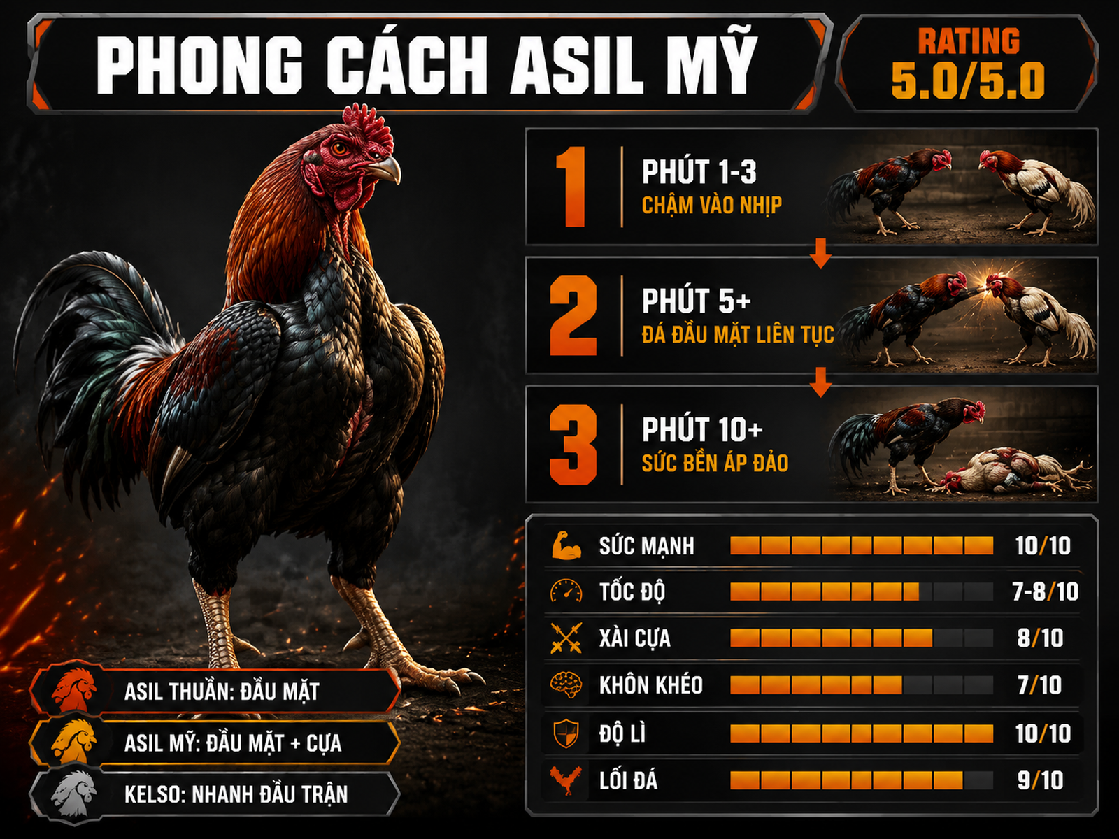 Infographic phong cách chiến đấu gà Asil Mỹ với 6 chỉ số sức mạnh, độ lì và diễn biến lợi thế theo thời gian trận đấu