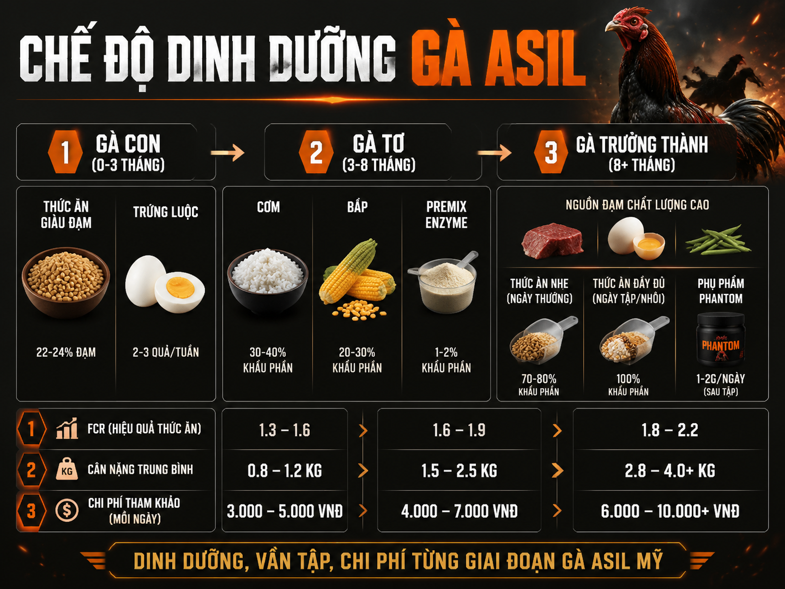 Hình infographic gà Asil Mỹ: dinh dưỡng, lịch vần, chi phí, theo từng giai đoạn phát triển