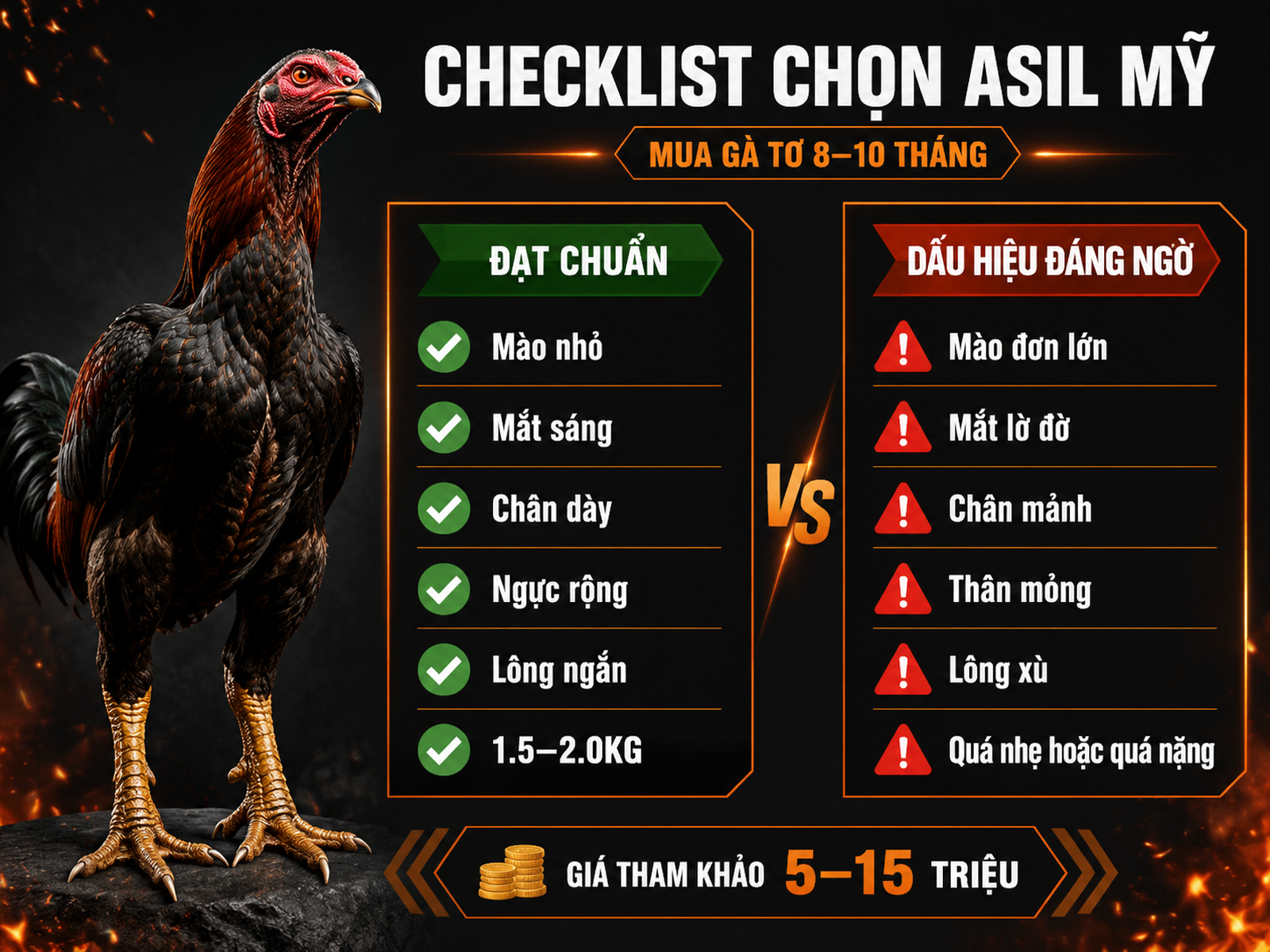 Infographic checklist chọn gà Asil Mỹ chuẩn khi mua với dấu hiệu nhận biết đúng và sai