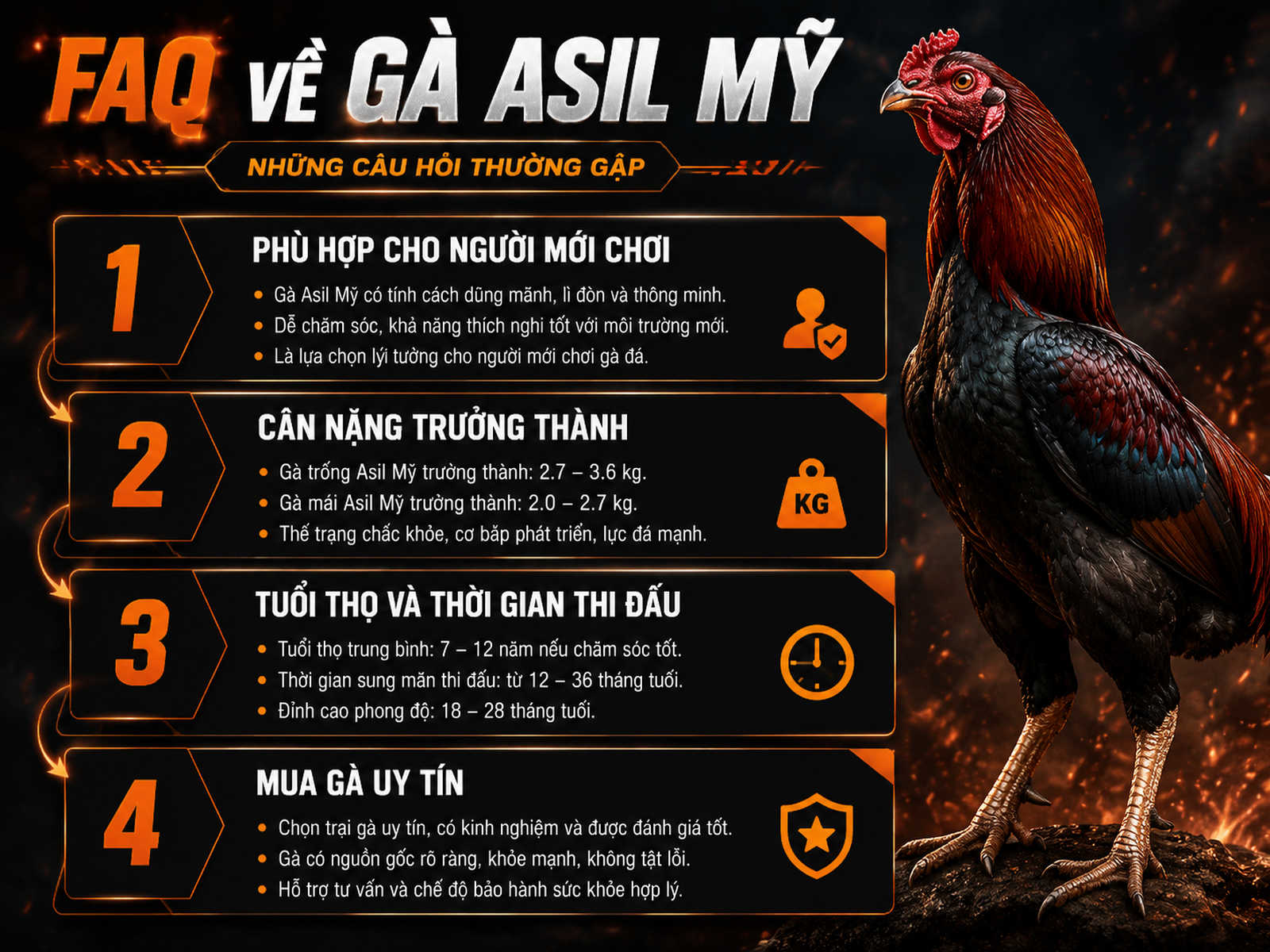 Infographic các câu hỏi thường gặp về gà Asil Mỹ, minh hoạ rõ ràng về nuôi, cân nặng, tuổi thọ và mua gà.