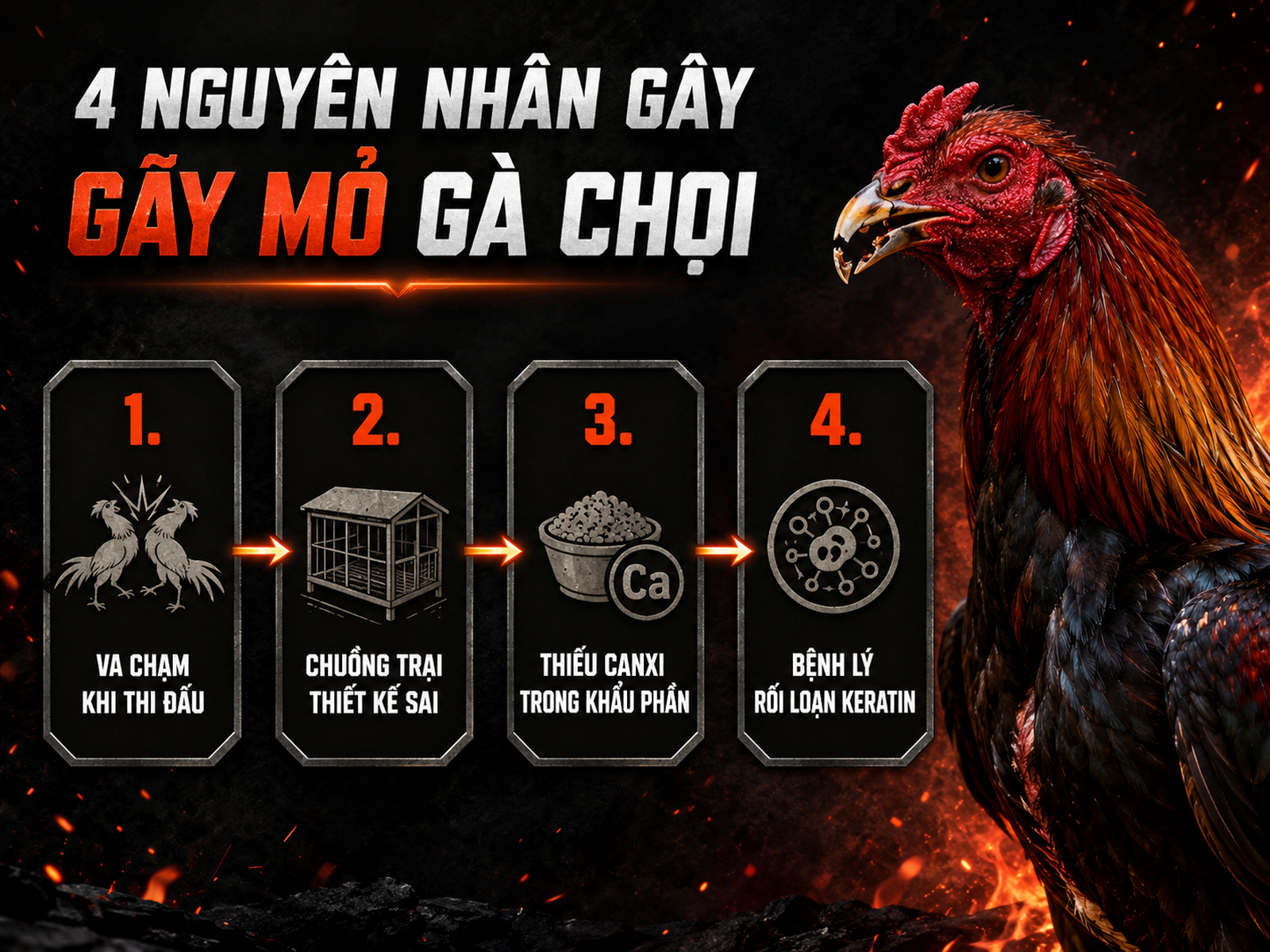 Minh họa nguyên nhân gà chiến gãy mỏ, 4 nguyên nhân chính, infographic timeline