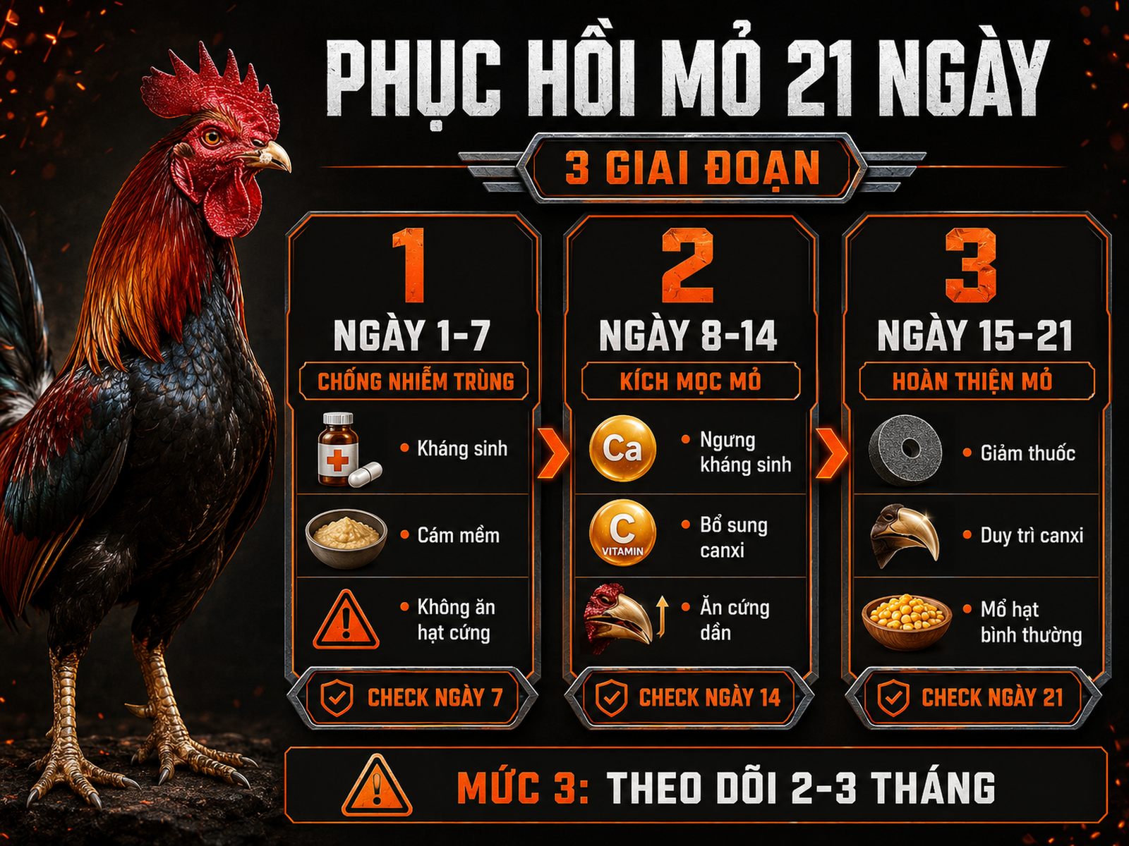 Infographic phác đồ phục hồi gãy mỏ trên cho gà đá trong 21 ngày theo từng giai đoạn