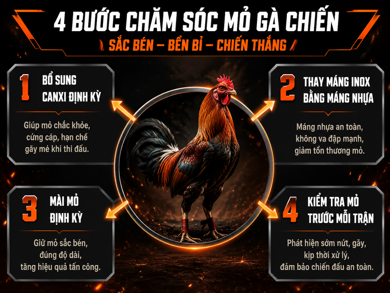 Hình infographic 4 bước phòng tránh gãy mỏ cho gà chiến, gà gamefowl khỏe mạnh, infographic radial hub-and-spoke.