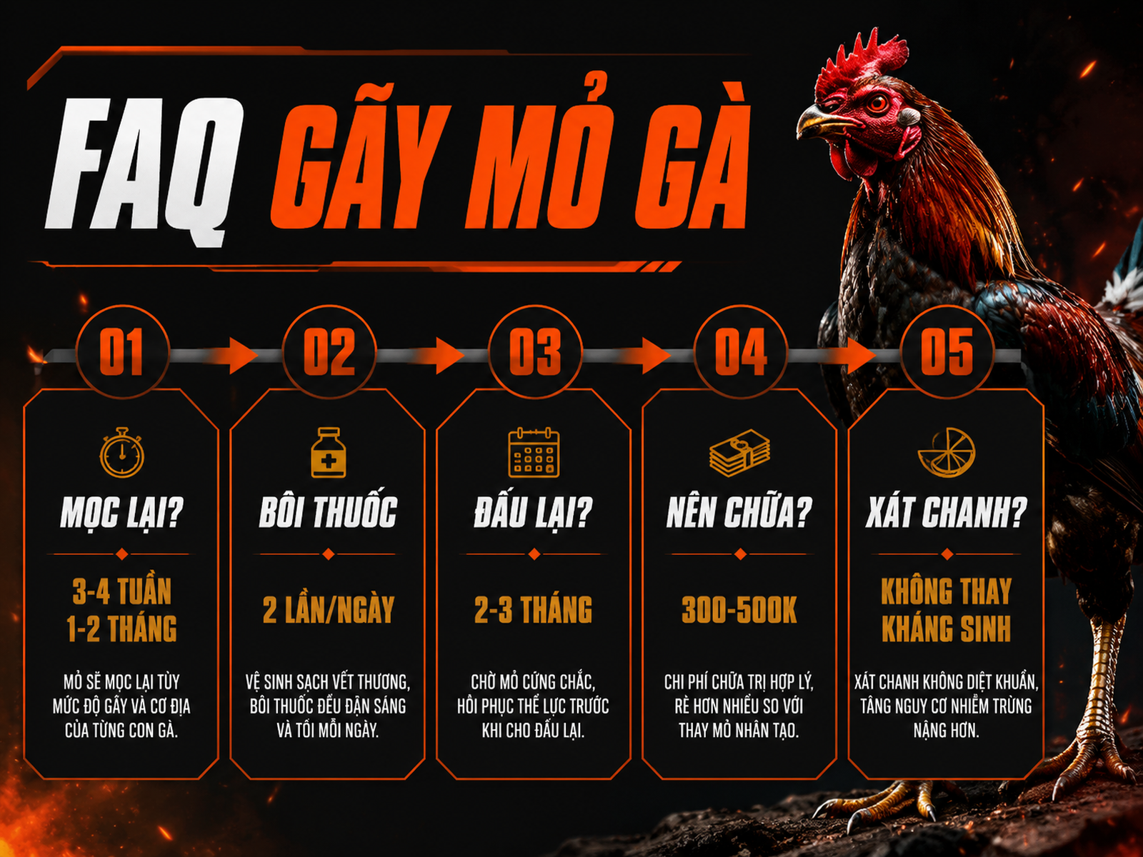 Infographic FAQ gà gãy mỏ trên: thời gian mọc lại, thuốc kích mỏ và phục hồi thi đấu