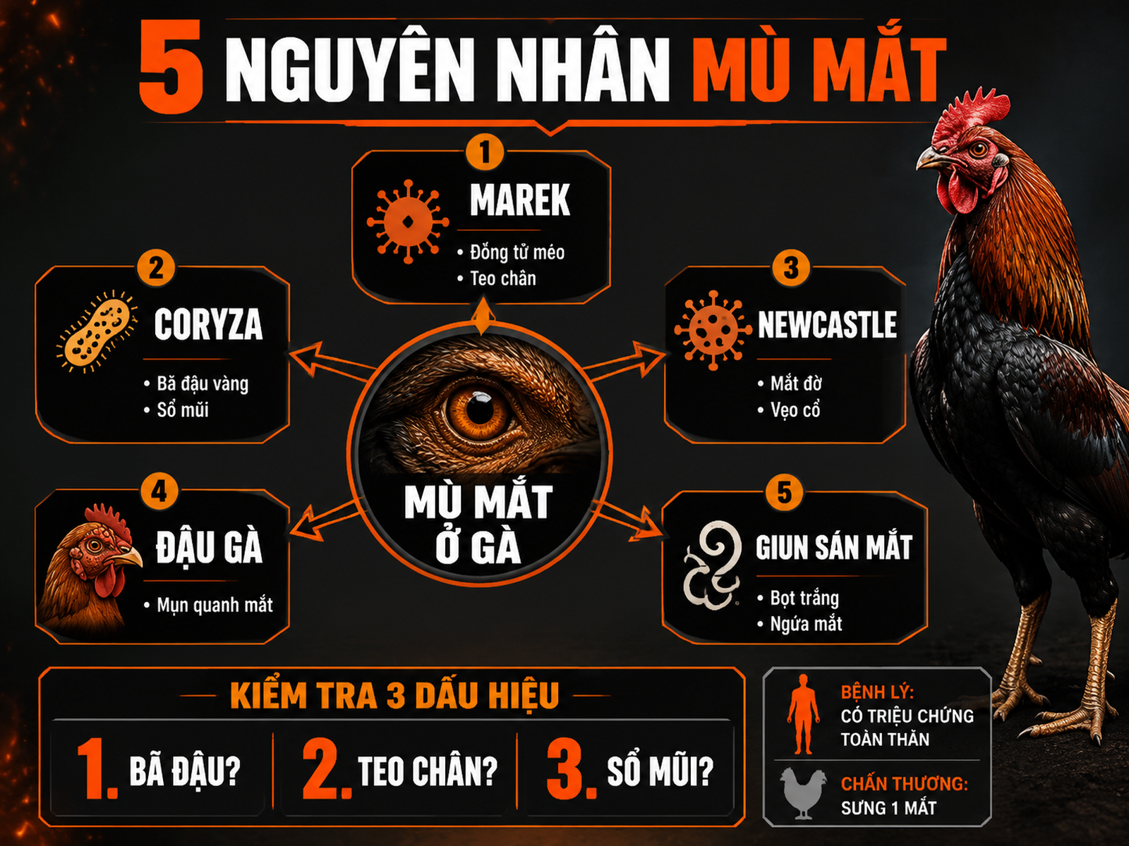 Infographic 5 nguyên nhân phổ biến khiến gà bị mù mắt gồm Marek, Coryza, Newcastle, đậu gà và giun sán mắt