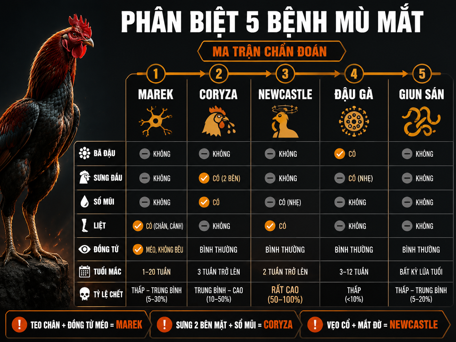 Infographic ma trận chẩn đoán phân biệt Marek Coryza Newcastle Đậu gà và Giun sán qua triệu chứng mắt ở gà đá