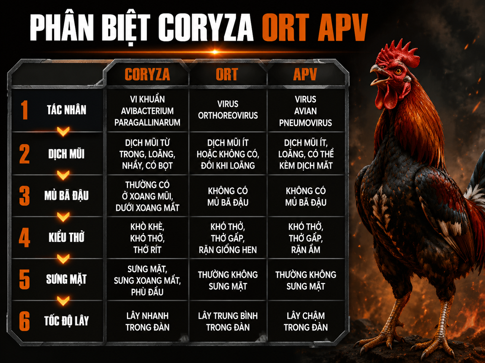 Phân biệt bệnh Coryza, ORT và hội chứng sưng phù đầu APV