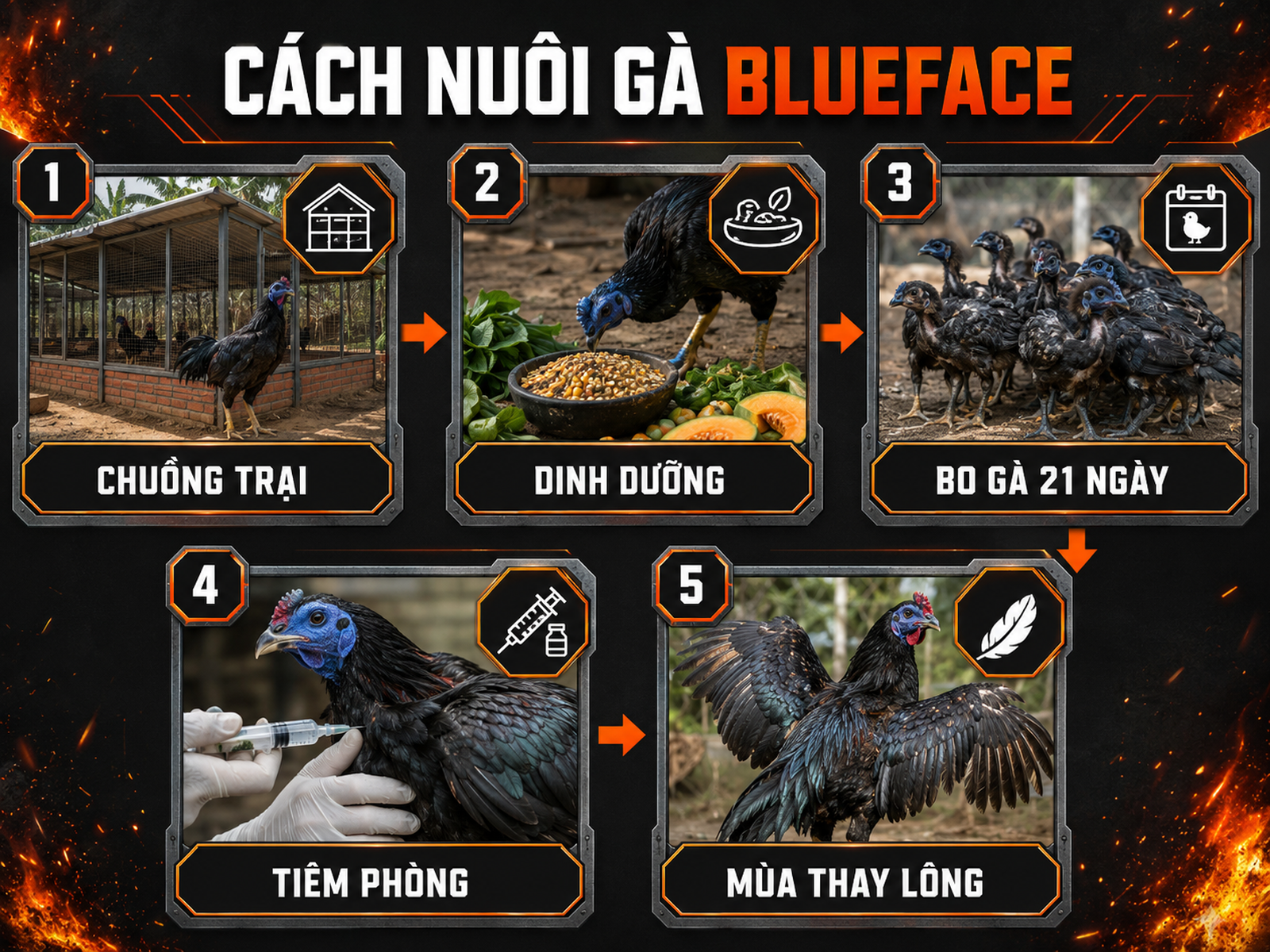 Hướng dẫn trực quan cách nuôi gà Blueface Hatch tại Việt Nam, từng bước từ chuồng trại, dinh dưỡng, bo gà, tiêm phòng và mùa thay lông