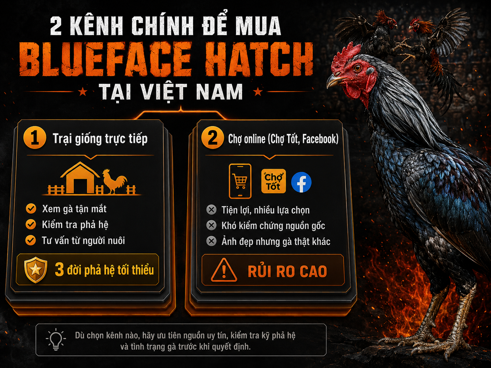 Hướng dẫn mua gà Blueface Hatch tại Việt Nam, so sánh trại giống trực tiếp và chợ online, nhấn mạnh phả hệ và xem gà thực tế