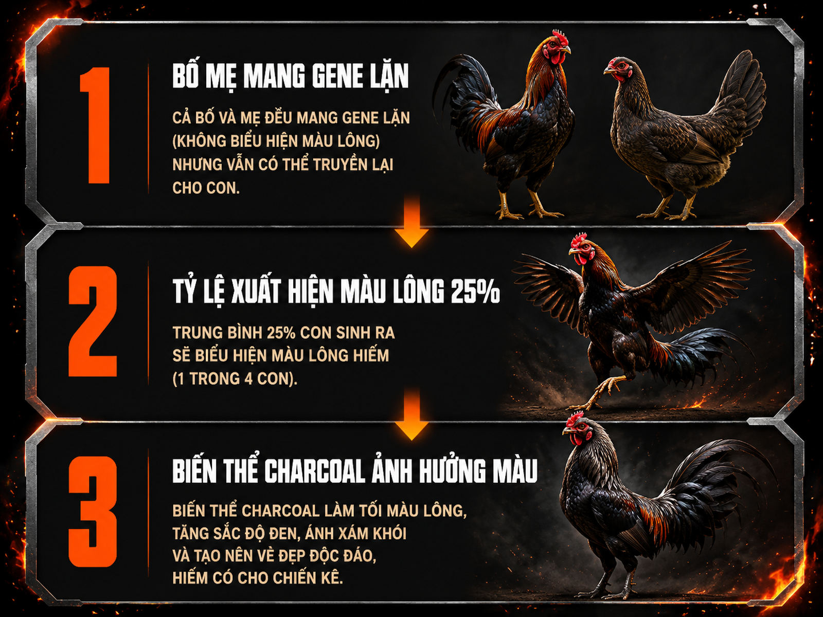 <vi SEO>Diagram minh họa cơ chế di truyền gene lặn Recessive Black và Charcoal trên gà Brassback, hiển thị tỷ lệ xuất hiện màu lông và ảnh hưởng biến thể gene.</vi>