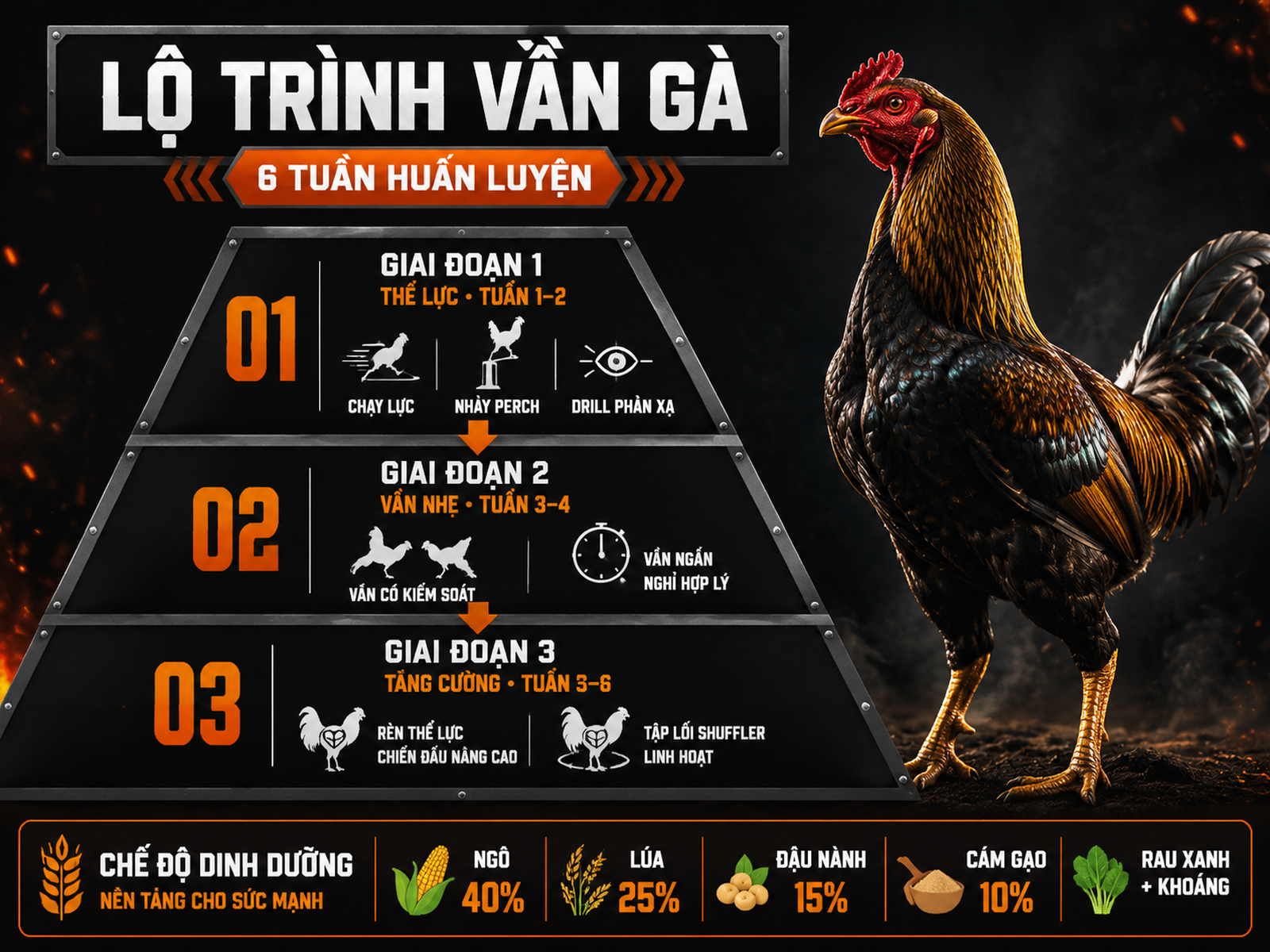 Infographic lịch vần gà Brassback 3 giai đoạn trong 6 tuần và dinh dưỡng thích ứng khí hậu nóng ẩm miền Tây
