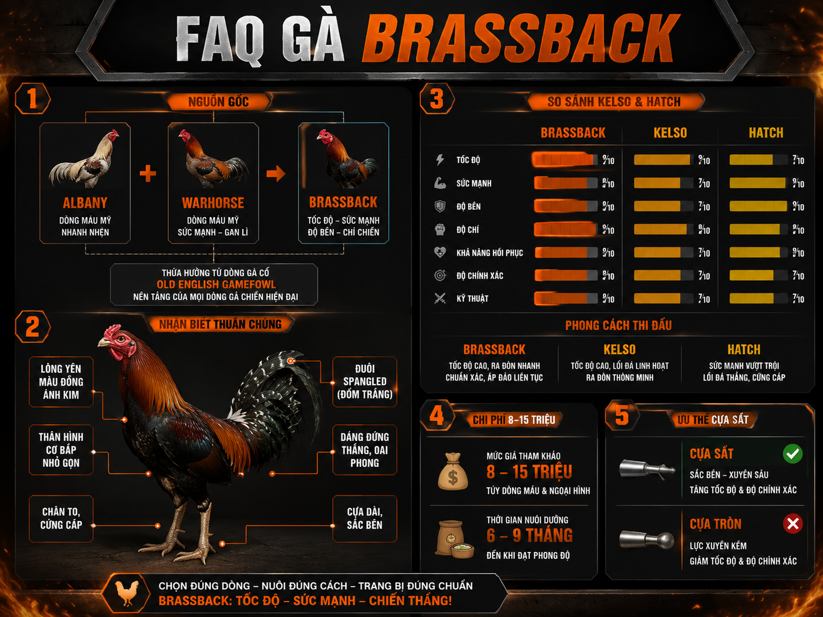 Infographic FAQ gà Brassback: nguồn gốc, so sánh Kelso Hatch, nhận biết thuần chủng và chi phí nuôi