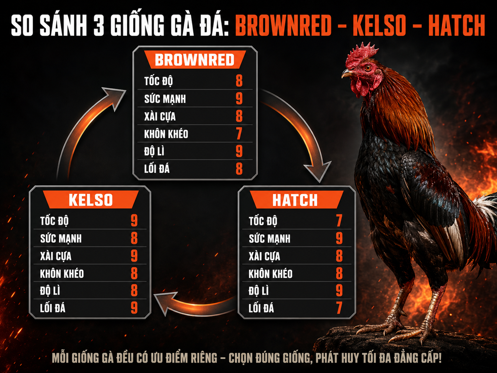 <vi SEO>Diagram so sánh 3 dòng gà chiến Brownred, Kelso, Hatch với chỉ số tốc độ, sức mạnh, xài cựa, khôn khéo, độ lì, lối đá</vi>