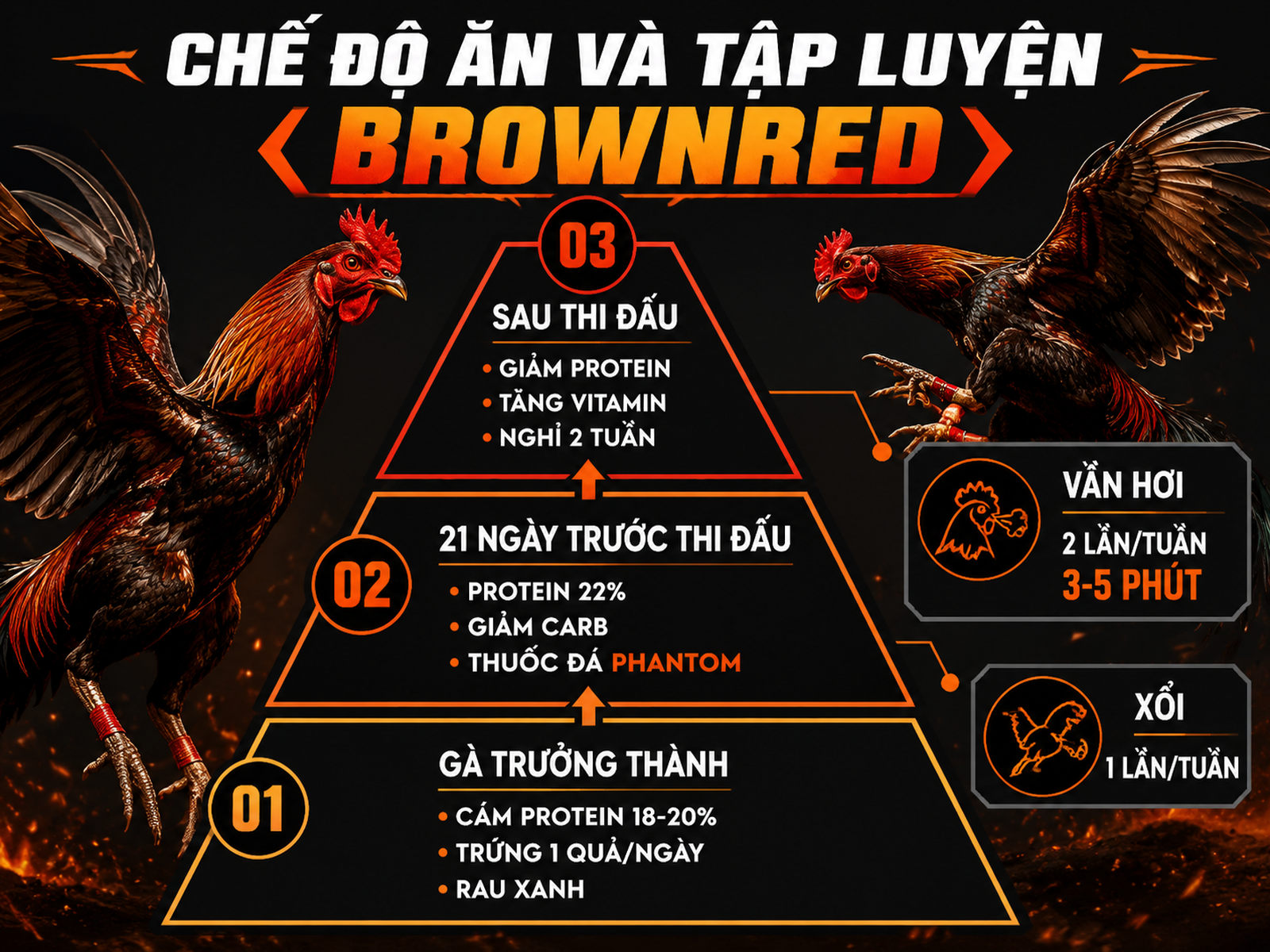 Infographic chế độ ăn và tập luyện gà Brownred từ trại Nghĩa Gò Công, nhấn mạnh protein, carb, và luyện tập.