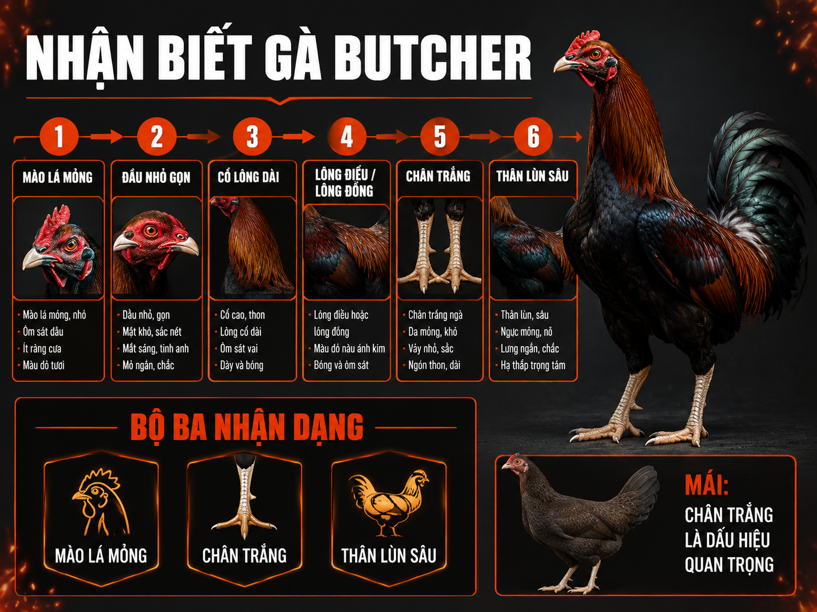 Infographic đặc điểm ngoại hình gà Butcher chuẩn dòng với mào lá mỏng, chân trắng và thân lùn sâu