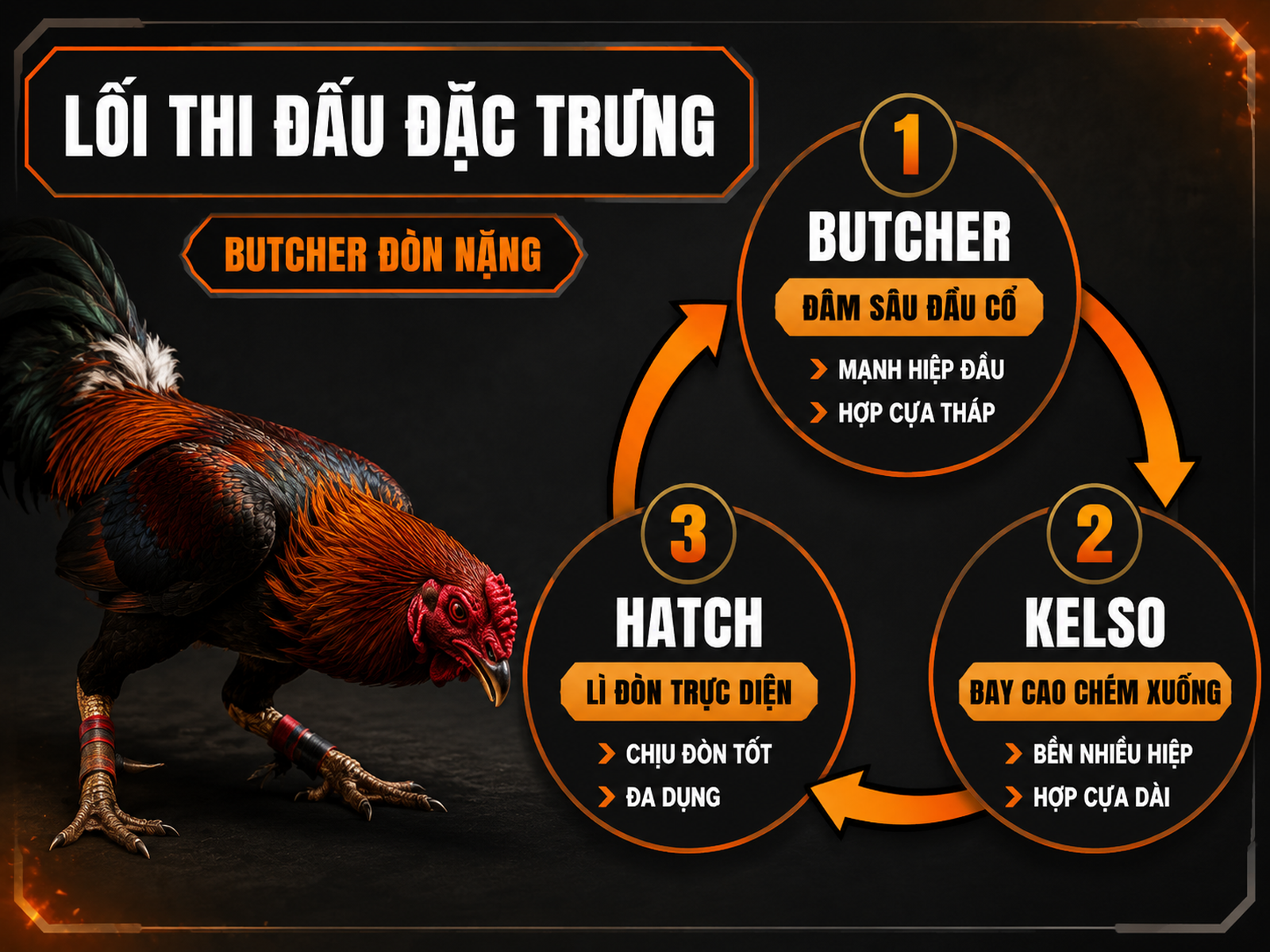 Infographic so sánh lối thi đấu gà Butcher Kelso Hatch và khả năng phù hợp cựa tháp cựa dài