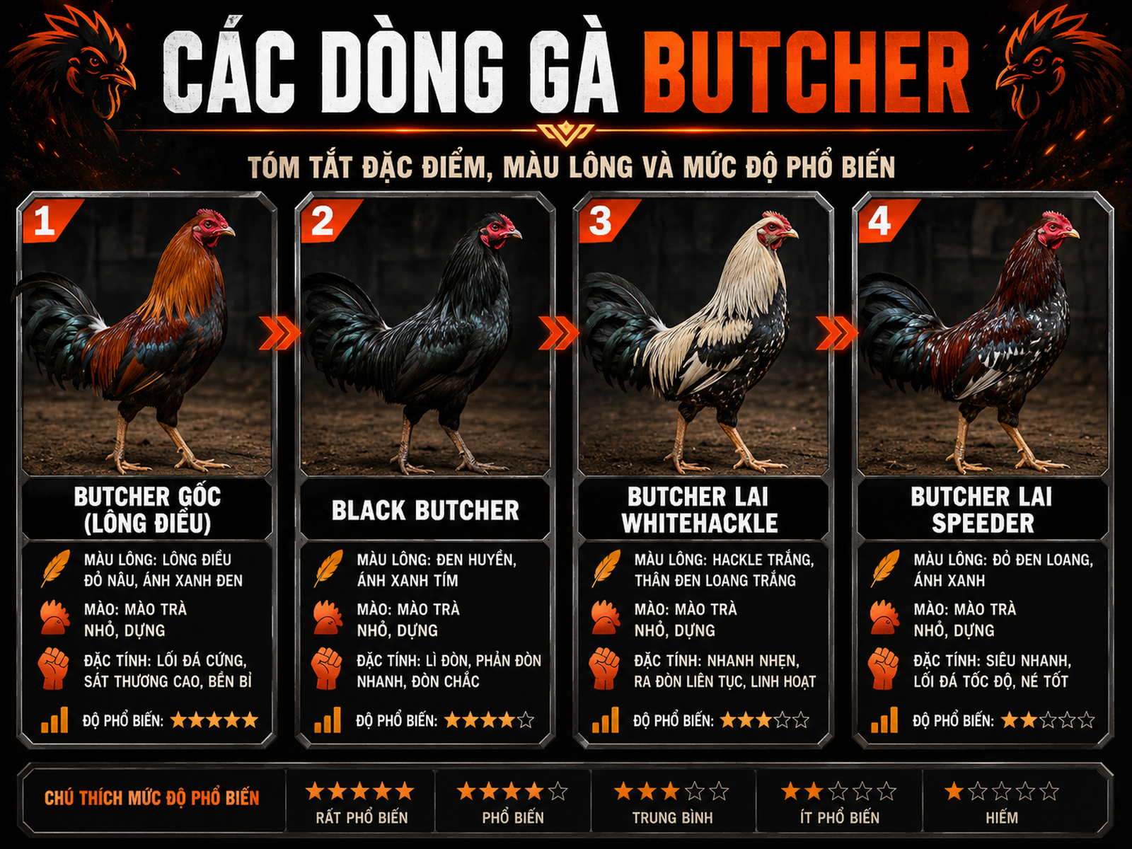 So sánh 4 dòng gà Butcher phổ biến tại Việt Nam, hiển thị màu lông, mào, đặc điểm chiến đấu