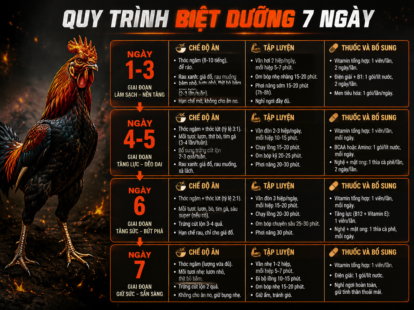 Quy trình biệt dưỡng 7 ngày cho gà Butcher Mỹ đòn nặng trước khi thi đấu, hiển thị chế độ ăn, tập luyện và bổ sung thuốc.