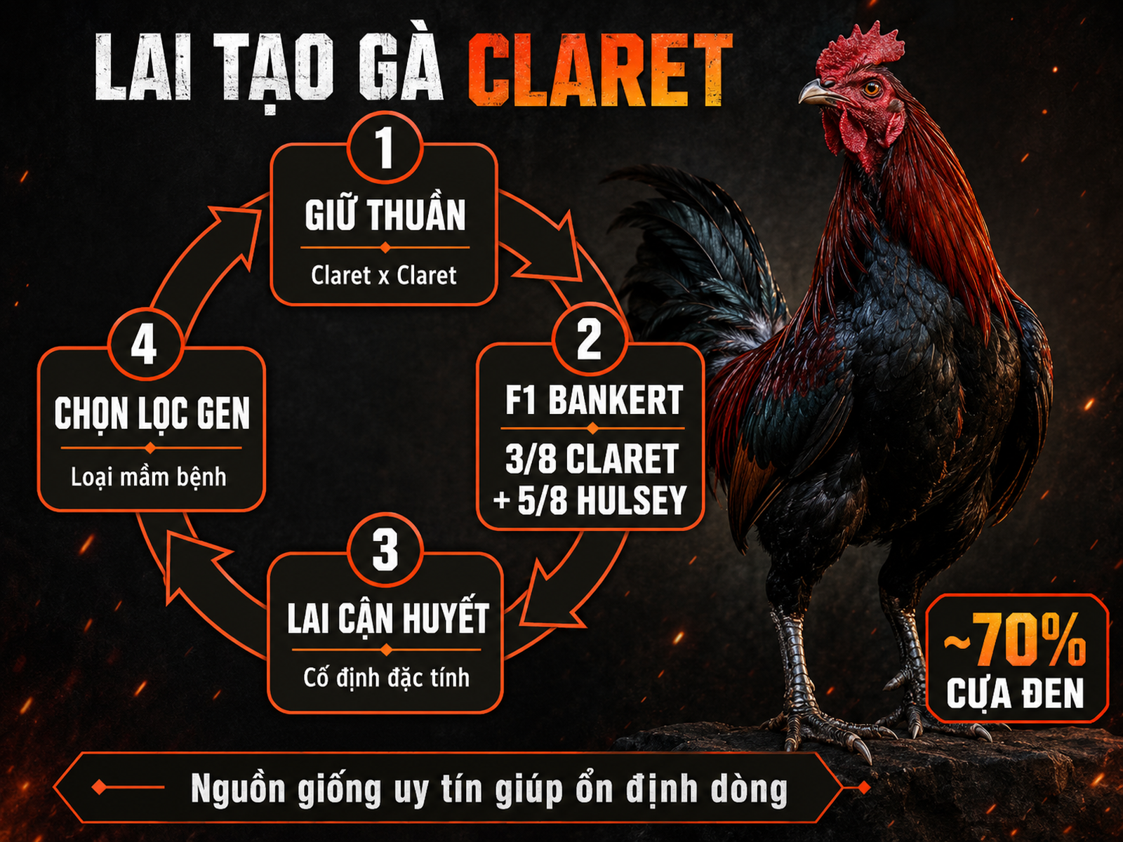 Infographic cách lai tạo gà Claret với tỷ lệ pha máu, giữ thuần, F1 và chọn lọc gen