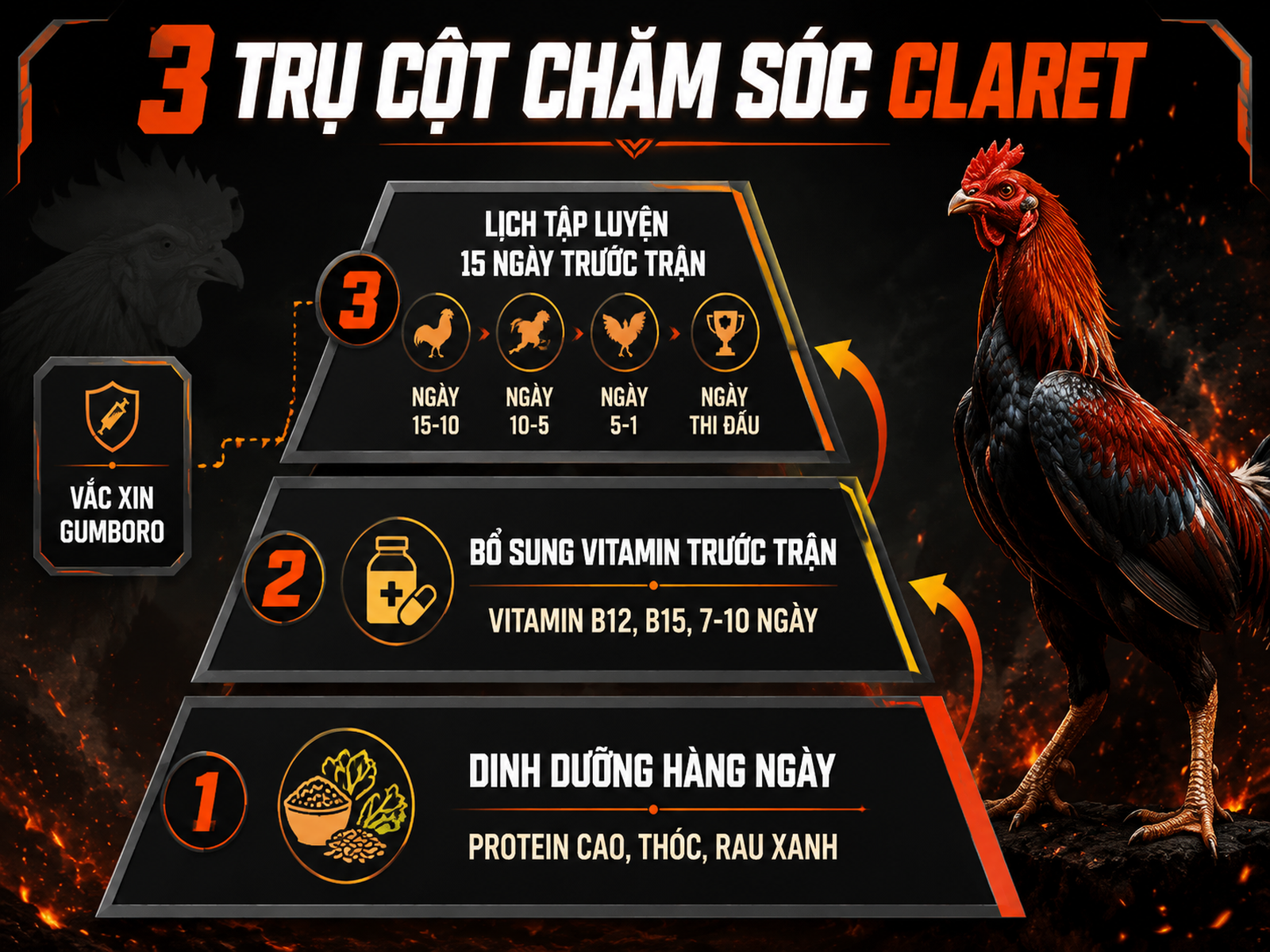 Sơ đồ tháp chăm sóc Gà Claret trước thi đấu, gồm dinh dưỡng, vitamin, tập luyện, vaccine Gumboro