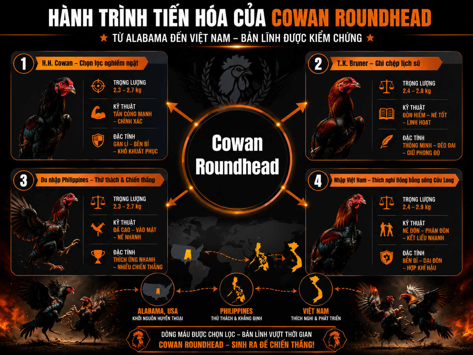 Sơ đồ nguồn gốc và phát triển gà Cowan Roundhead từ Alabama sang Việt Nam, hiển thị các giai đoạn chính với nhãn rõ ràng