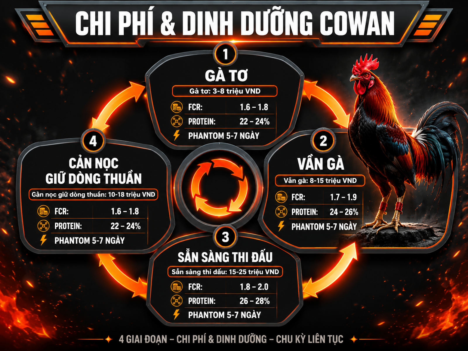 Bảng chi phí, dinh dưỡng và quy trình cản gà nọc dòng Cowan từ gà tơ đến chiến kê tại Nghĩa Gò Công