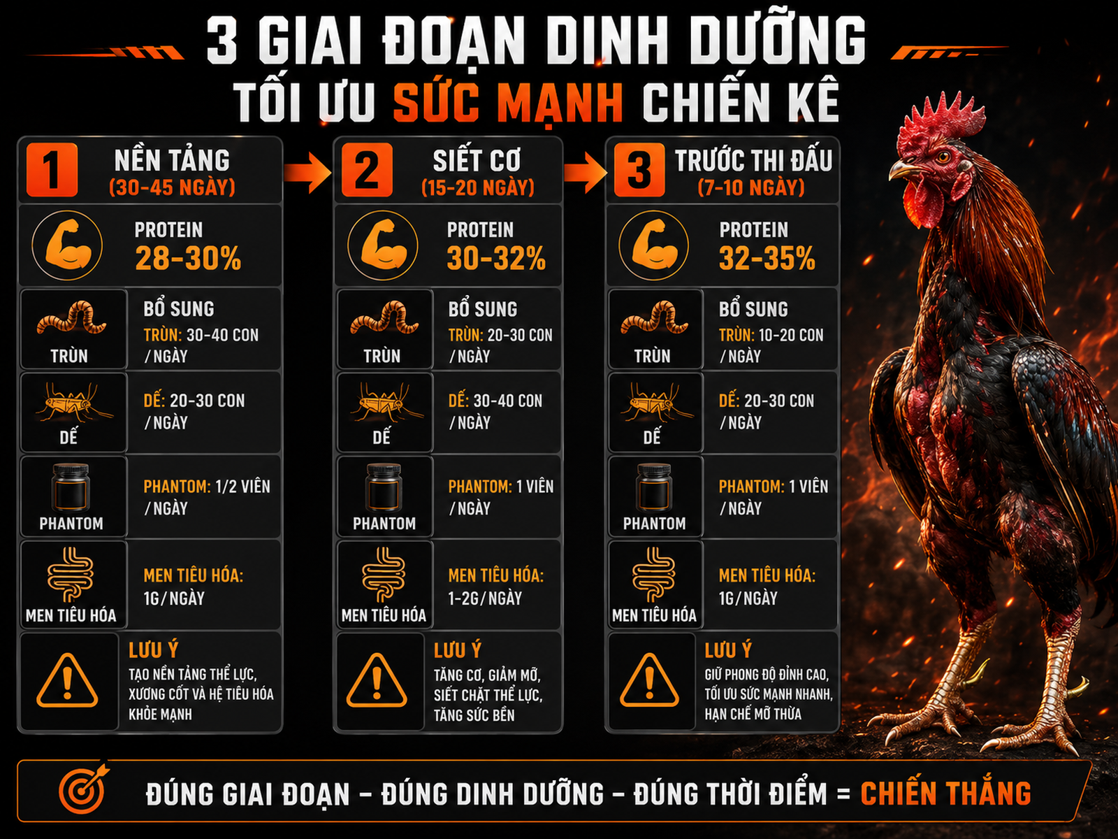 <vi SEO>Infographic hướng dẫn dinh dưỡng cho gà đá Nghĩa Gò Công theo từng giai đoạn chuẩn</vi>