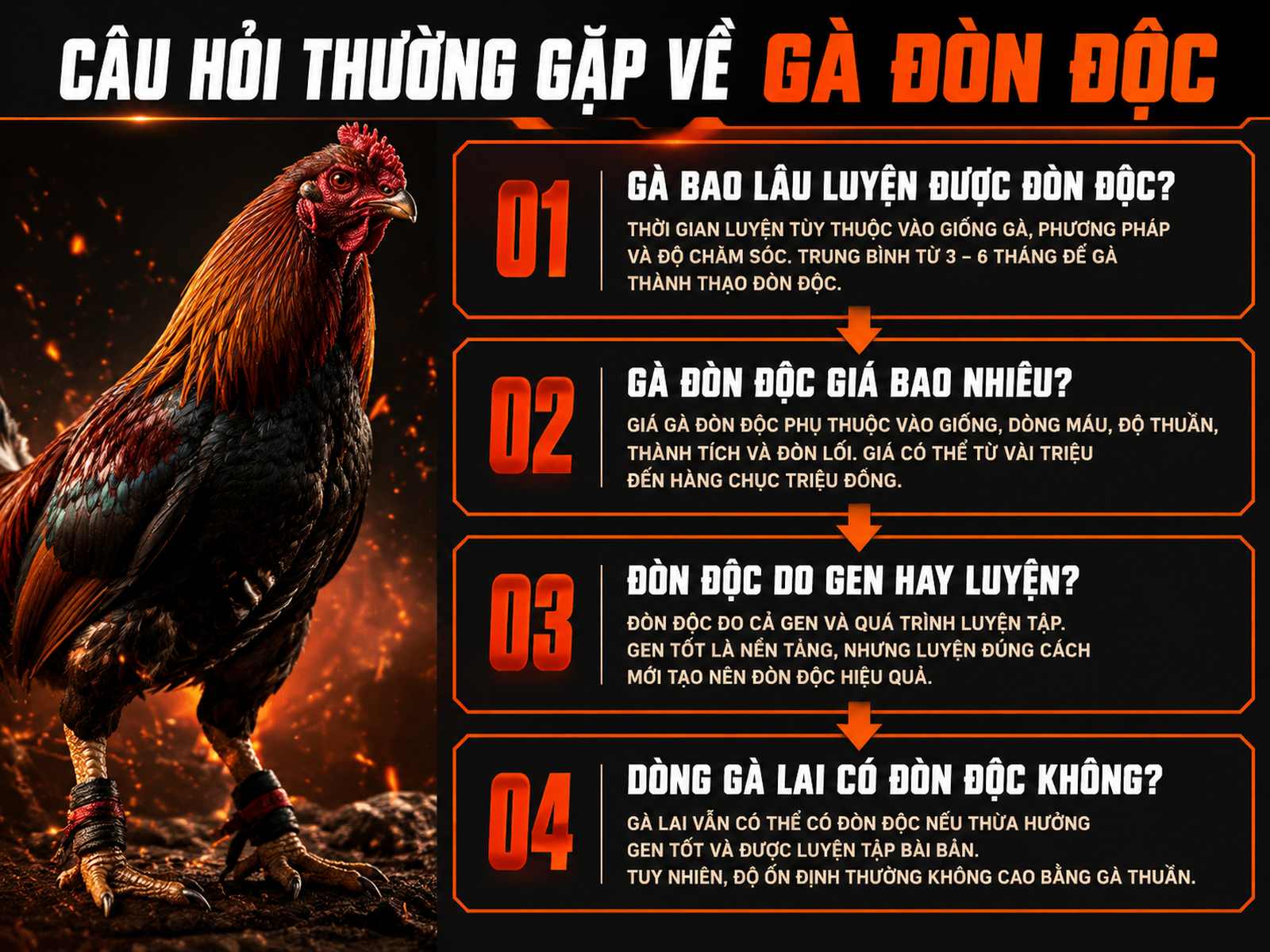 Infographic FAQ gà đòn độc, hướng dẫn thời gian luyện, giá, gen và dòng lai, phong cách dark combat Nghĩa Gò Công