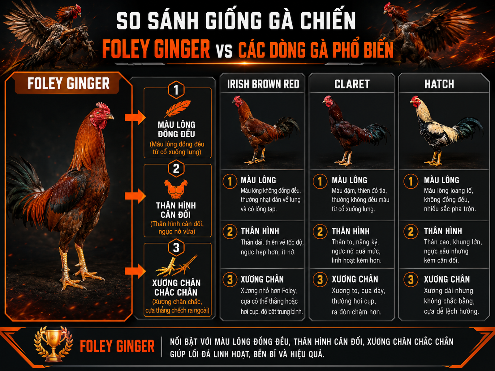 So sánh đặc điểm gà Foley Ginger với Irish Brown Red, Claret và Hatch, nhận biết gà thuần chủng
