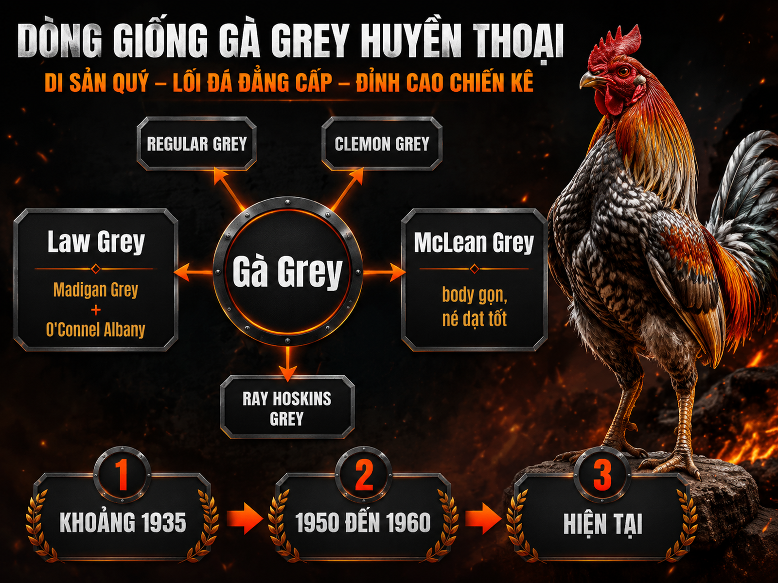 Minh hoạ nguồn gốc và nhánh phân loại dòng Gà Grey Mỹ, hiển thị Law Grey và McLean Grey, gà chiến oai vệ bên cạnh sơ đồ, nhãn thông tin rõ ràng.