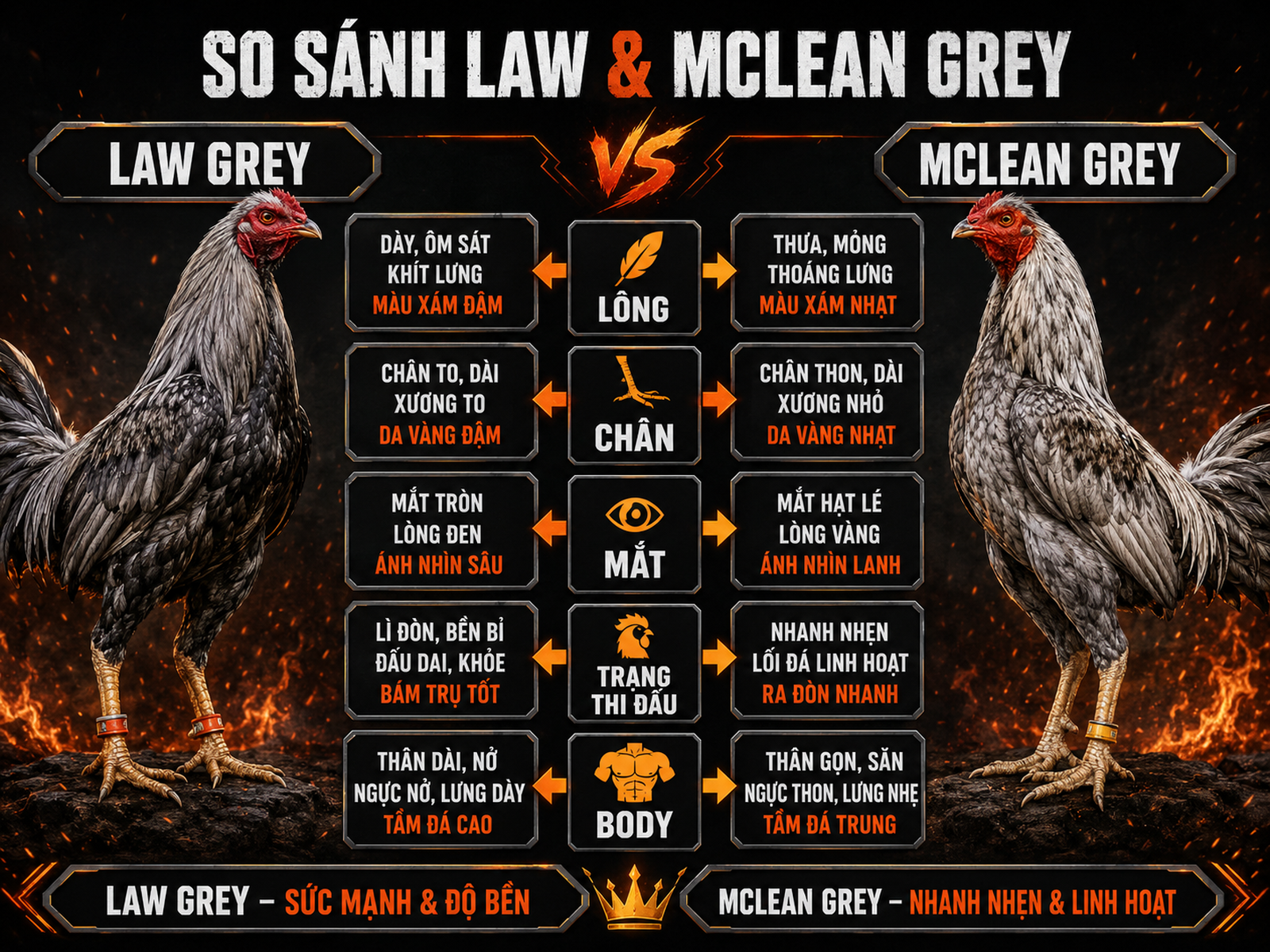 So sánh ngoại hình Law Grey và McLean Grey, đặc điểm lông, chân, mắt, body, trạng đấu, gà chiến oai vệ