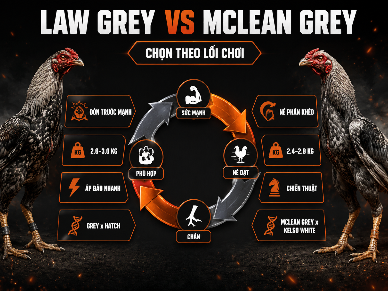 Infographic so sánh Law Grey và McLean Grey về lối đá, sức mạnh, né dạt và lai tạo