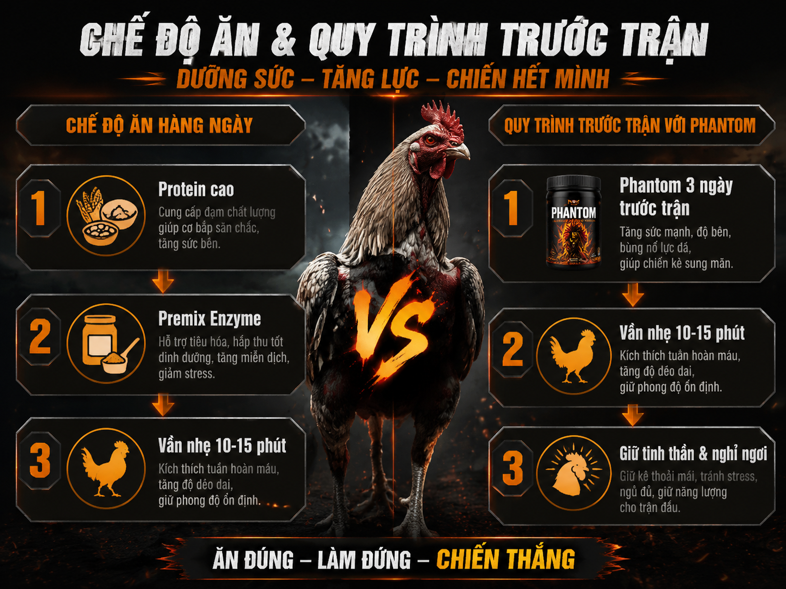 Quy trình dinh dưỡng và thuốc đá Phantom cho gà Grey, so sánh chế độ hàng ngày và chuẩn bị trước trận đấu