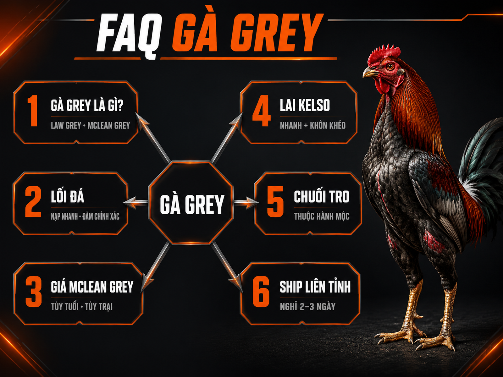 Infographic câu hỏi thường gặp về gà Grey với 6 nhánh thông tin nguồn gốc, lối đá, giá, lai Kelso, phong thủy và vận chuyển