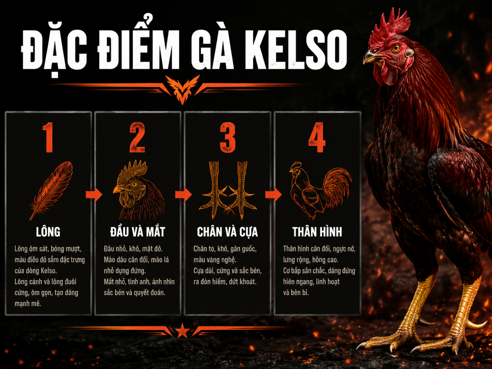 <vi SEO>Hình minh họa 4 đặc điểm nhận dạng gà Kelso thuần chủng: lông đỏ tía, đầu nhỏ mắt đỏ cam, chân vàng/cựa thẳng, thân gọn cân đối</vi>