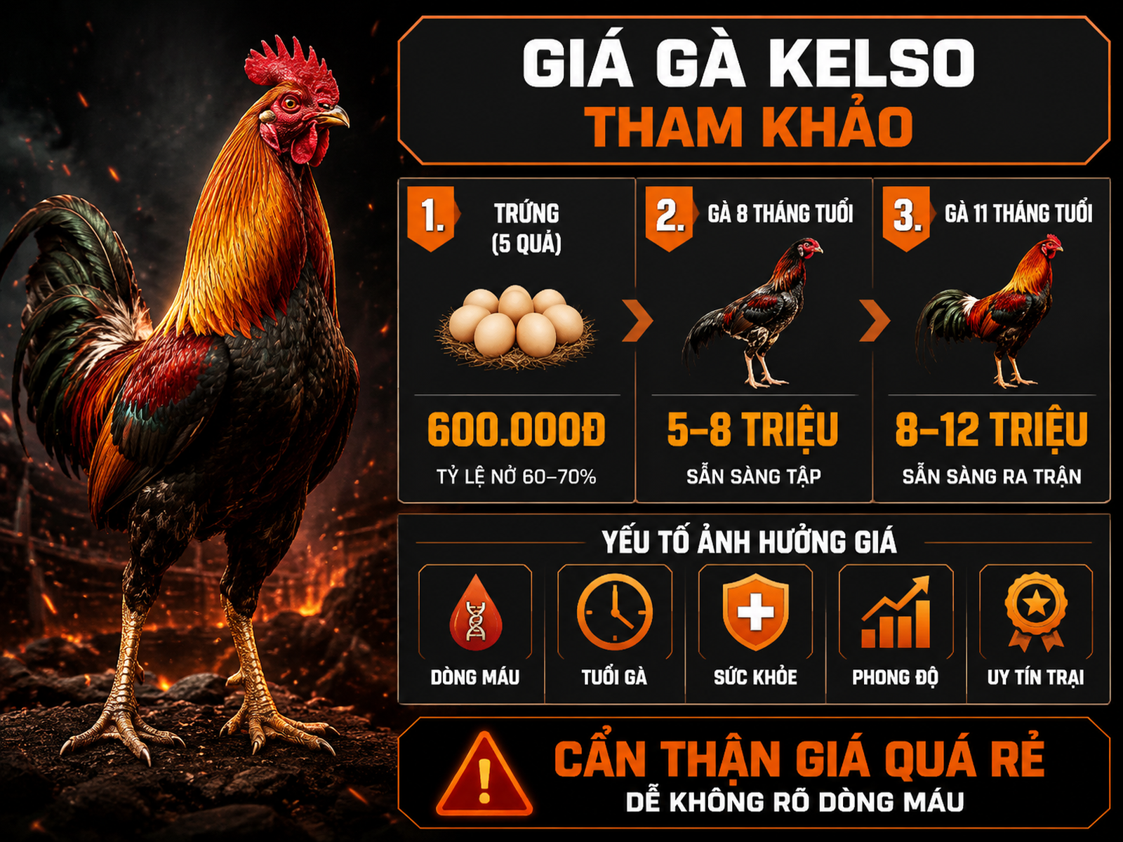 Infographic giá gà Kelso theo phân khúc và yếu tố ảnh hưởng giá