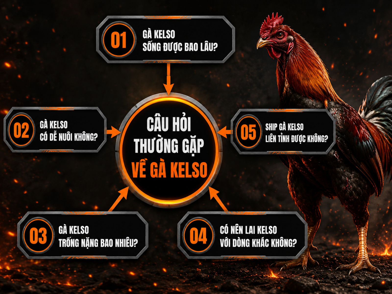 Infographic giải đáp câu hỏi thường gặp về gà Kelso, tuổi thọ, nuôi, trọng lượng, lai tạo và vận chuyển.