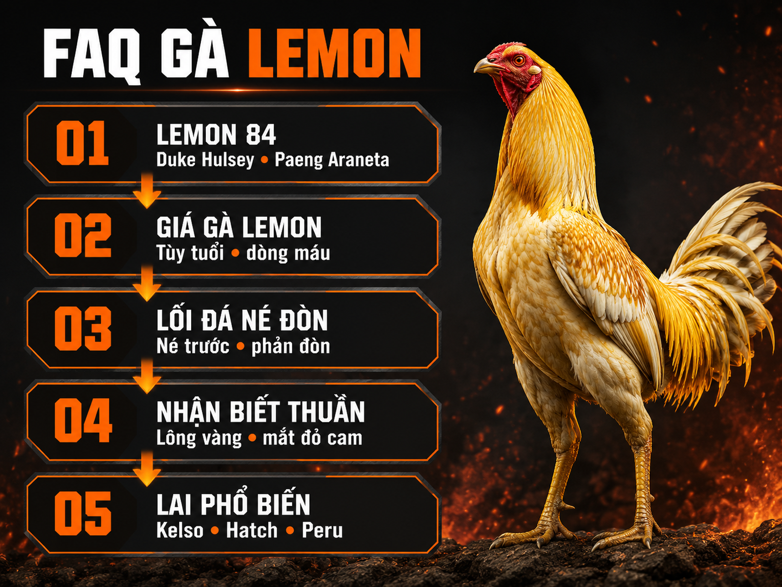 Infographic câu hỏi thường gặp về gà Lemon gồm Lemon 84, giá, lối đá, nhận biết thuần chủng và các dòng lai