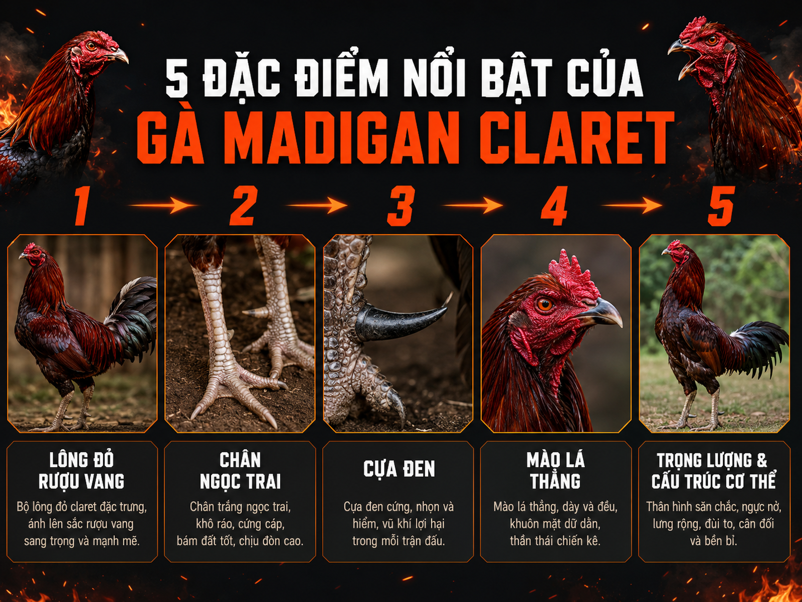 Hình ảnh infographic so sánh 5 đặc điểm nhận diện gà Madigan Claret thuần chủng, từ lông đỏ rượu vang đến cựa đen, chân ngọc trai, mào thẳng, trọng lượng gọn
