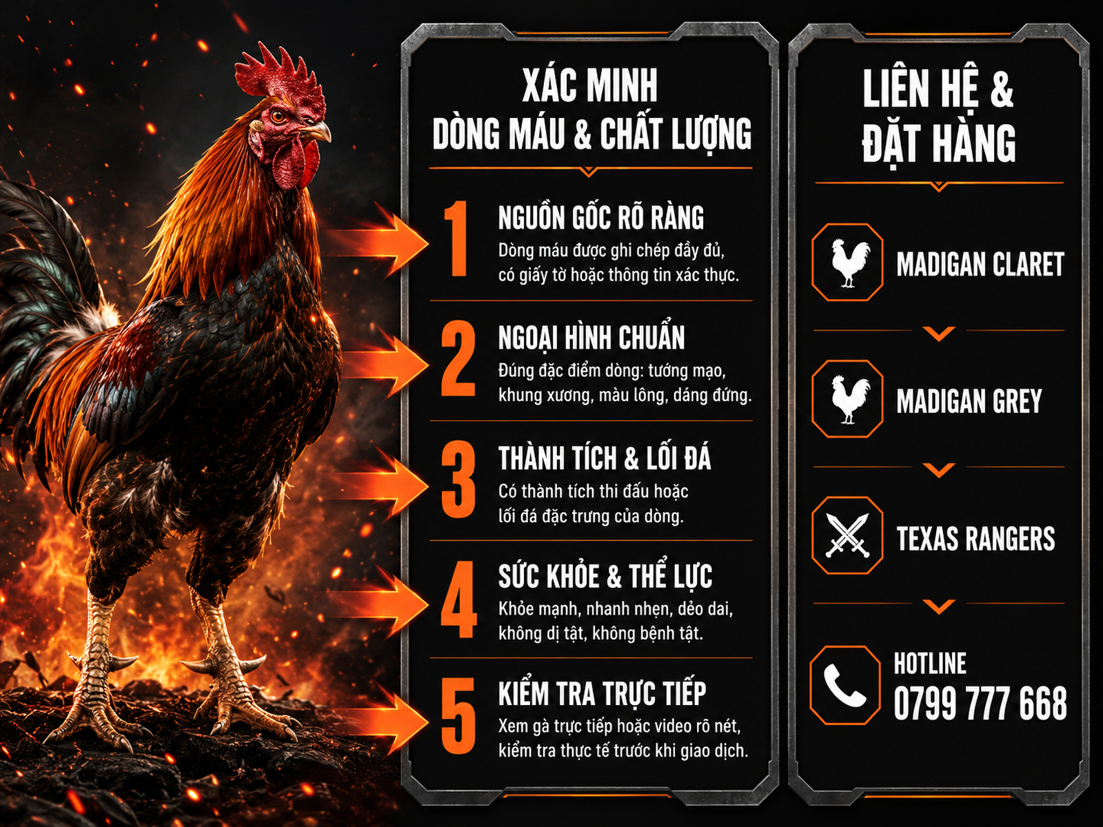 Infographic hướng dẫn mua gà Madigan thuần chủng tại Nghĩa Gò Công, hiển thị quy trình, tiêu chí và liên hệ