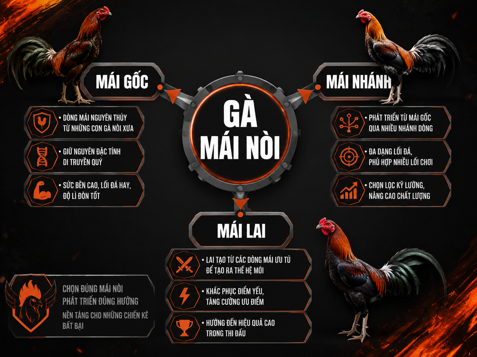 So sánh trực quan 3 loại gà mái nòi: mái gốc, mái nhánh, mái lai, giúp người nuôi phân biệt.