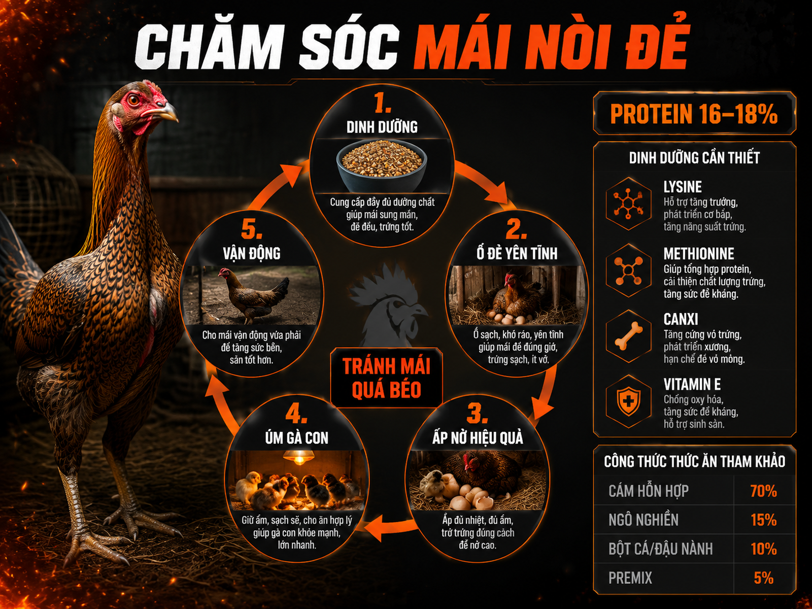 Infographic chăm sóc gà mái nòi mùa đẻ với khẩu phần protein 16-18%, Lysine, Methionine, canxi và quy trình tăng tỷ lệ nở